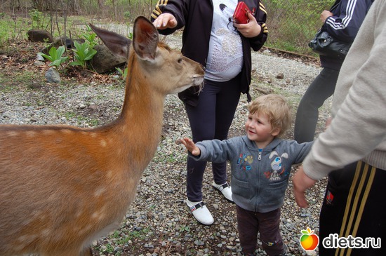 42 фото: животные