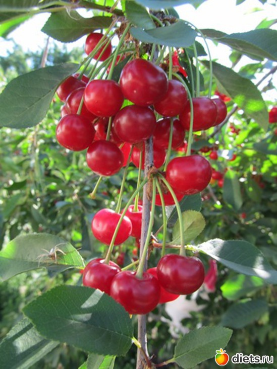 11 ����: ���� 2012