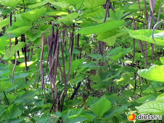 19 ����: ���� 2012