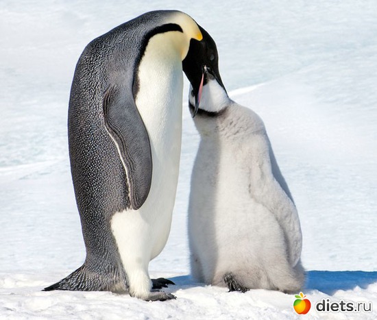 28 фото: Родители и дети