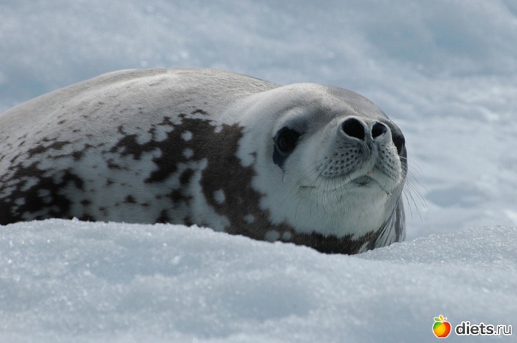 35 ����: �������� � ����