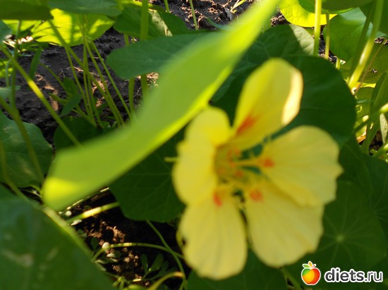 8 фото: Моя дача