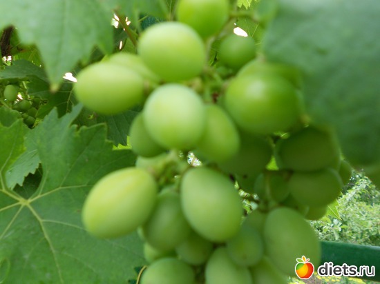 9 фото: Моя дача