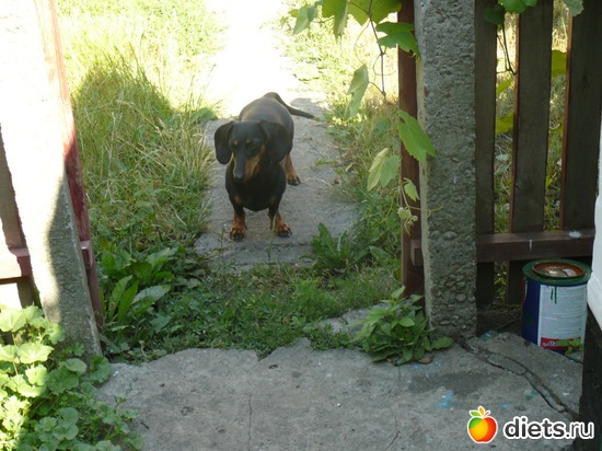 ���� �� �������, ������: ���� � �� ��������