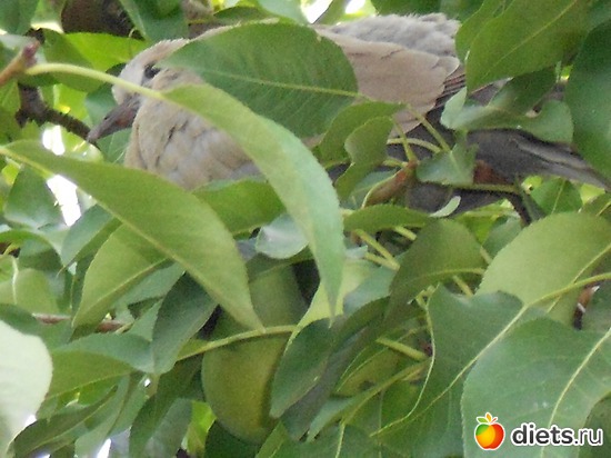 Это уже такие взрослые детки, альбом: Моя дача