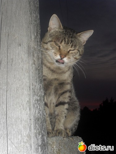 ку-ку, альбом: Шнурик