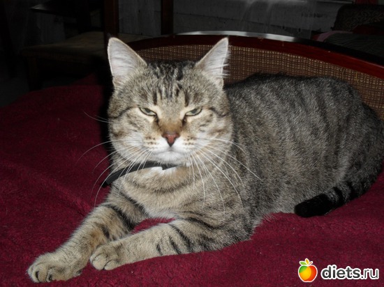 как я хорош!)), альбом: Шнурик