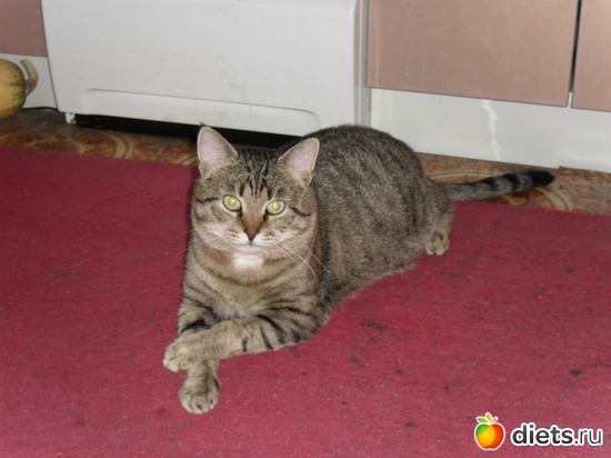 5 фото: Шнурик