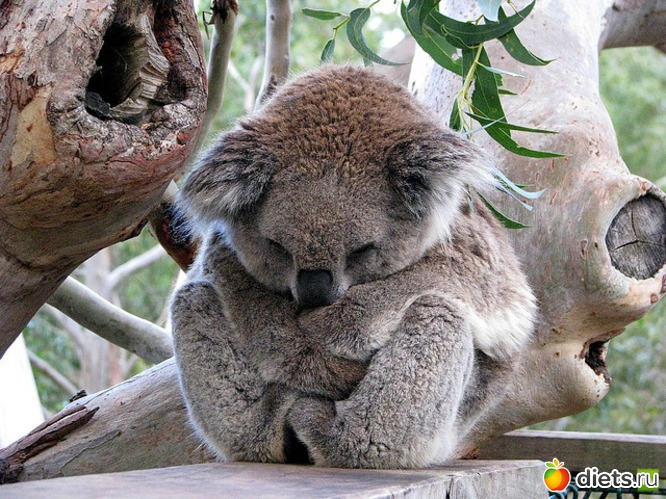 2 фото: Австралийские животные