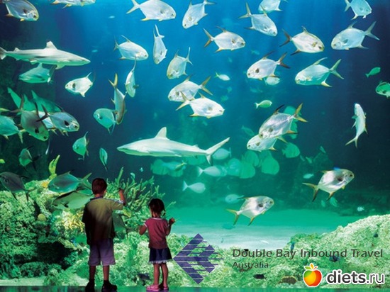 4 фото: Австралийские животные