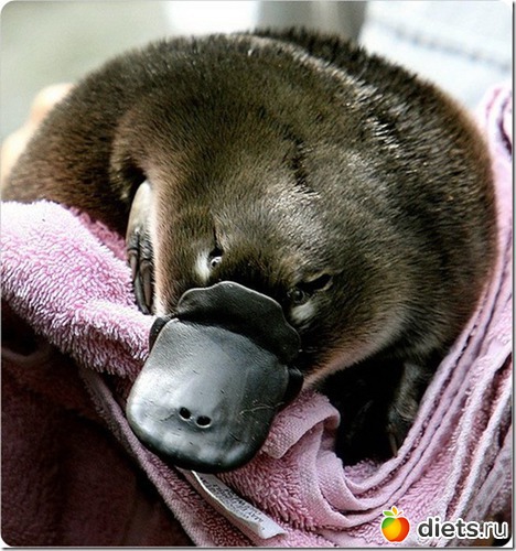 7 ����: ������������� ��������