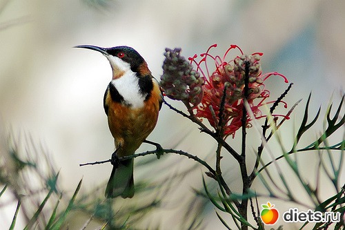 ������������� ��������