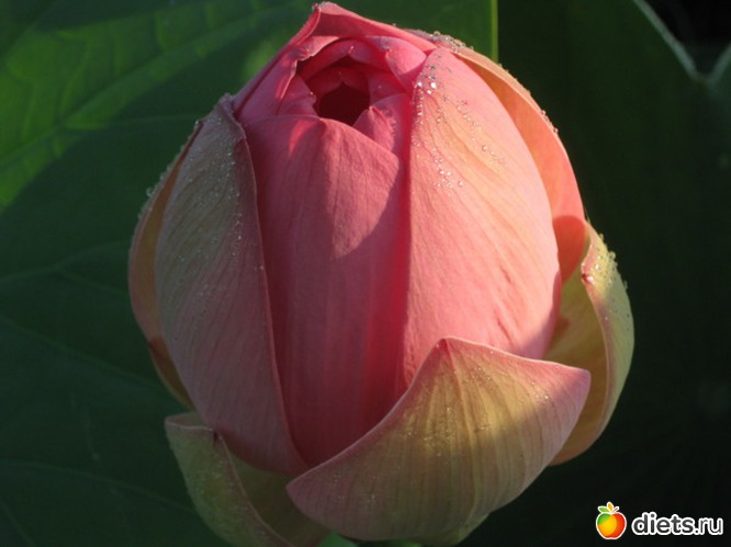 27 фото: АСТРАХАНЬ