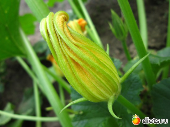 9 ����: ����