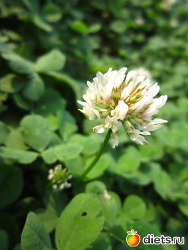 13 ����: ����