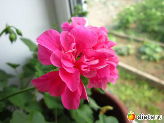 14 ����: ����