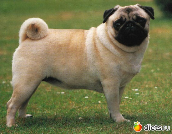 1 фото: Собаки