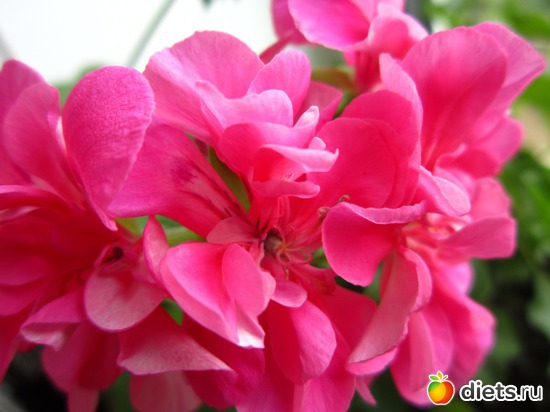 15 ����: ����