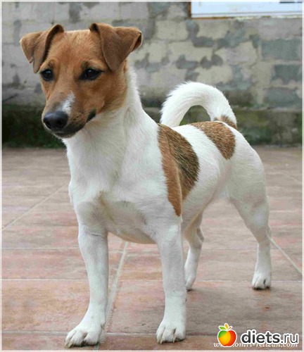 2 фото: Собаки
