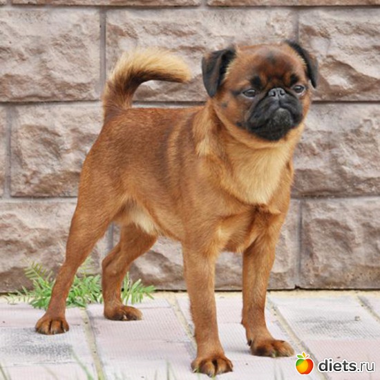 4 фото: Собаки