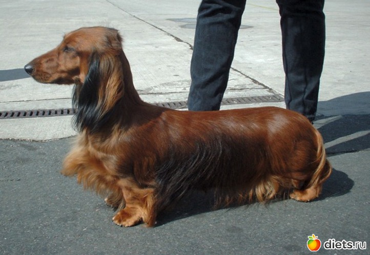 5 фото: Собаки