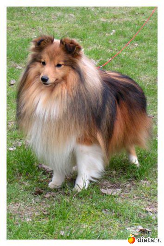 6 фото: Собаки