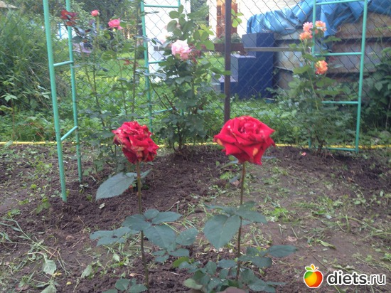 5 ����: ��� ����