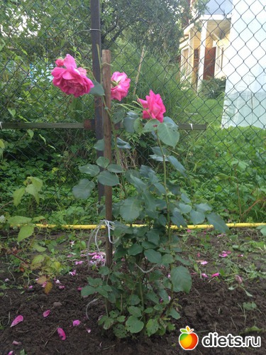 ��� �������, ������: ��� ����