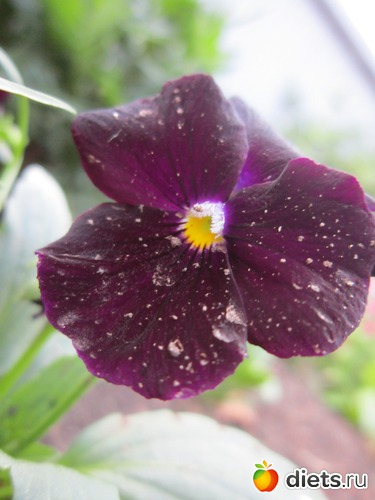 16 ����: ����