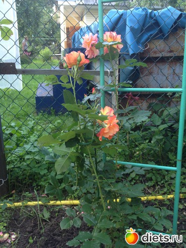 8 ����: ��� ����