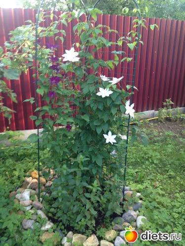 ��� ���������, ������: ��� ����