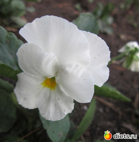 17 ����: ����