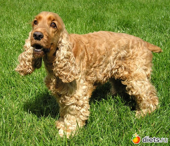 8 фото: Собаки