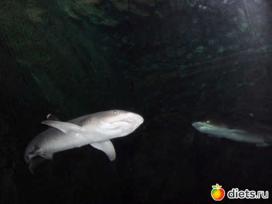 9 ����: ��������-2010