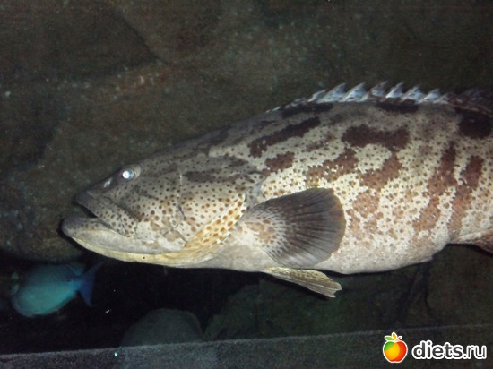 ���� �� �����, ��� ����� �������� �����..., ������: ��������-2010