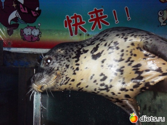 11 фото: Бэйдайхе-2010