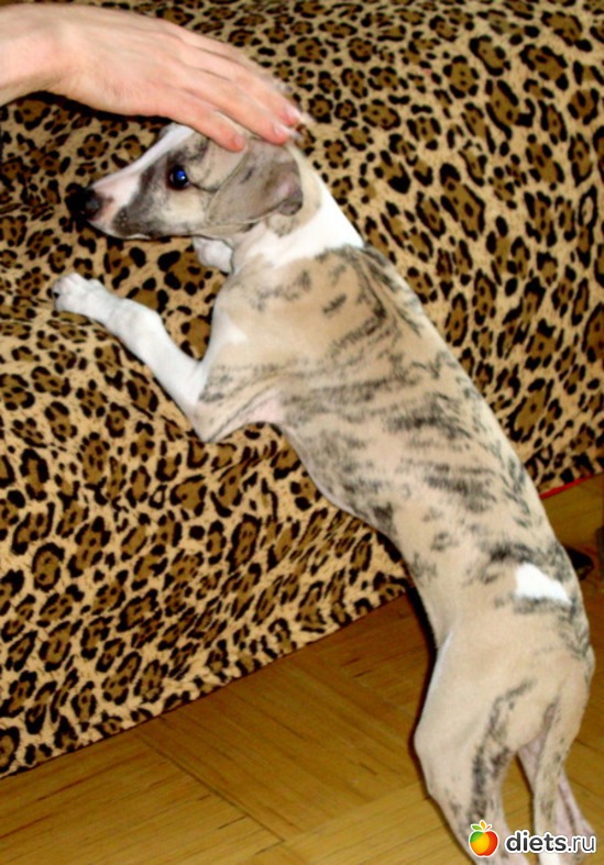 2 ����: ����  �  ������������  �������� 2011 - 2012