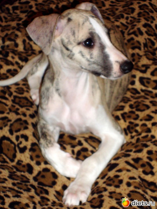 4 ����: ����  �  ������������  �������� 2011 - 2012