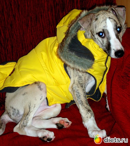 5 ����: ����  �  ������������  �������� 2011 - 2012