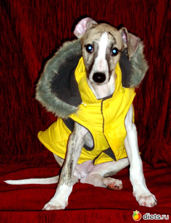 6 фото: Джек с двухдневного возраста 2011 - 2012