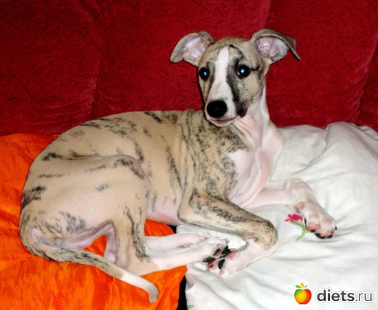 7 ����: ����  �  ������������  �������� 2011 - 2012