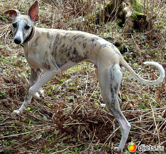 9 фото: Джек с двухдневного возраста 2011 - 2012