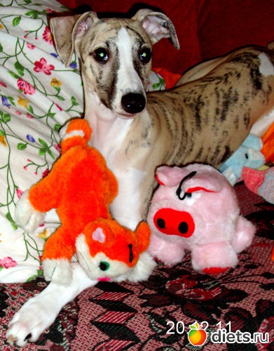 10 ����: ����  �  ������������  �������� 2011 - 2012