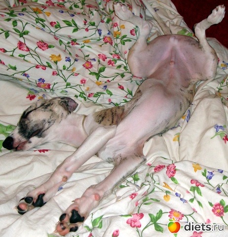 Джек с двухдневного возраста 2011 - 2012