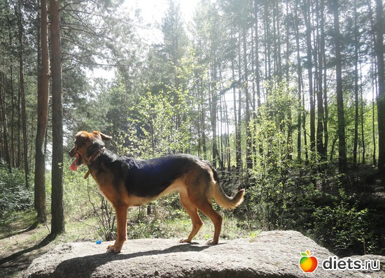 2 фото: Наши питомцы