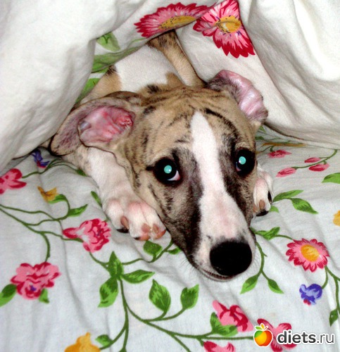 13 ����: ����  �  ������������  �������� 2011 - 2012