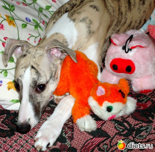 14 ����: ����  �  ������������  �������� 2011 - 2012