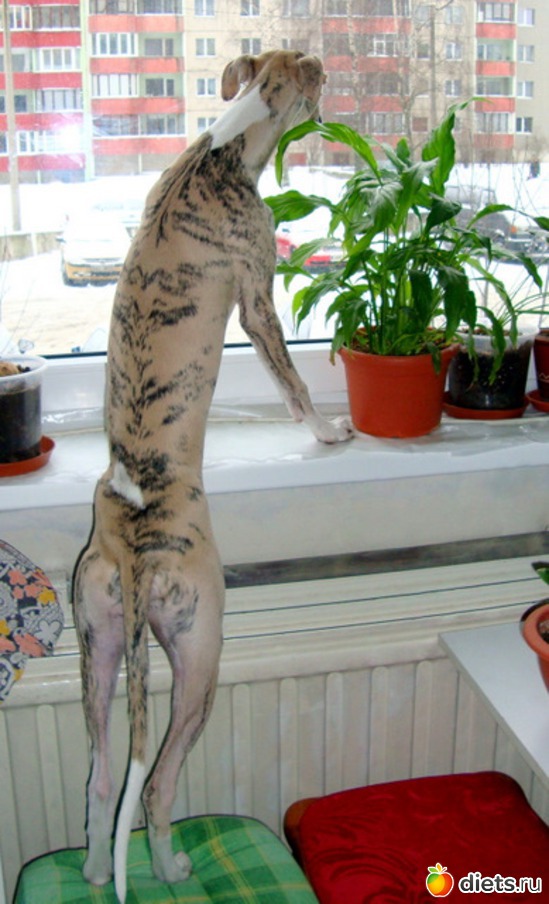 17 ����: ����  �  ������������  �������� 2011 - 2012