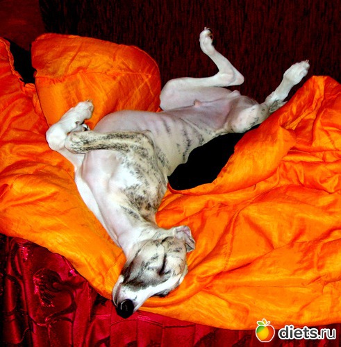 18 ����: ����  �  ������������  �������� 2011 - 2012