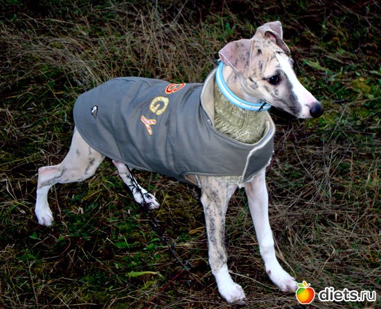 19 ����: ����  �  ������������  �������� 2011 - 2012